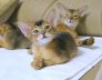 Perth and South Perth Guide to Great Cat Food