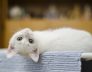 Perth Cattery holiday home for your little friend