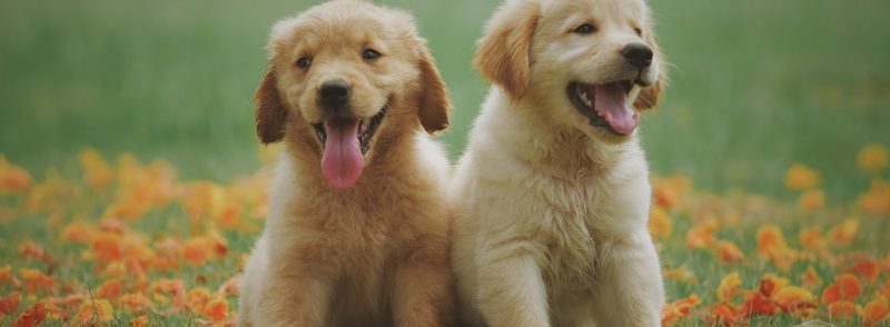 Dog Kennels & Pet Boarding Facilities in Perth