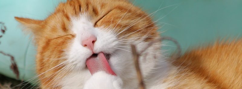 Perth Catteries Cat Holiday Home