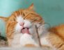 Perth Catteries Cat Holiday Home