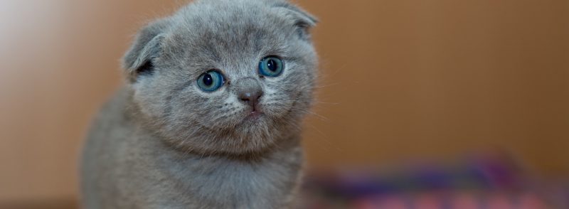 Perth and South Perth Health Care Tips for Cats