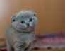 Perth and South Perth Health Care Tips for Cats