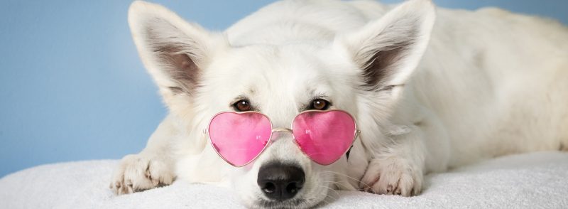 Perth Kennels Basic Care Of Dogs And Their Inoculation When In Kennels