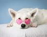 Perth Kennels Basic Care Of Dogs And Their Inoculation When In Kennels