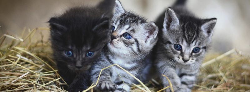 Perth Cat Holiday Home Why Your Little Friend Is Happy With Us