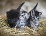 Perth Cat Holiday Home Why Your Little Friend Is Happy With Us