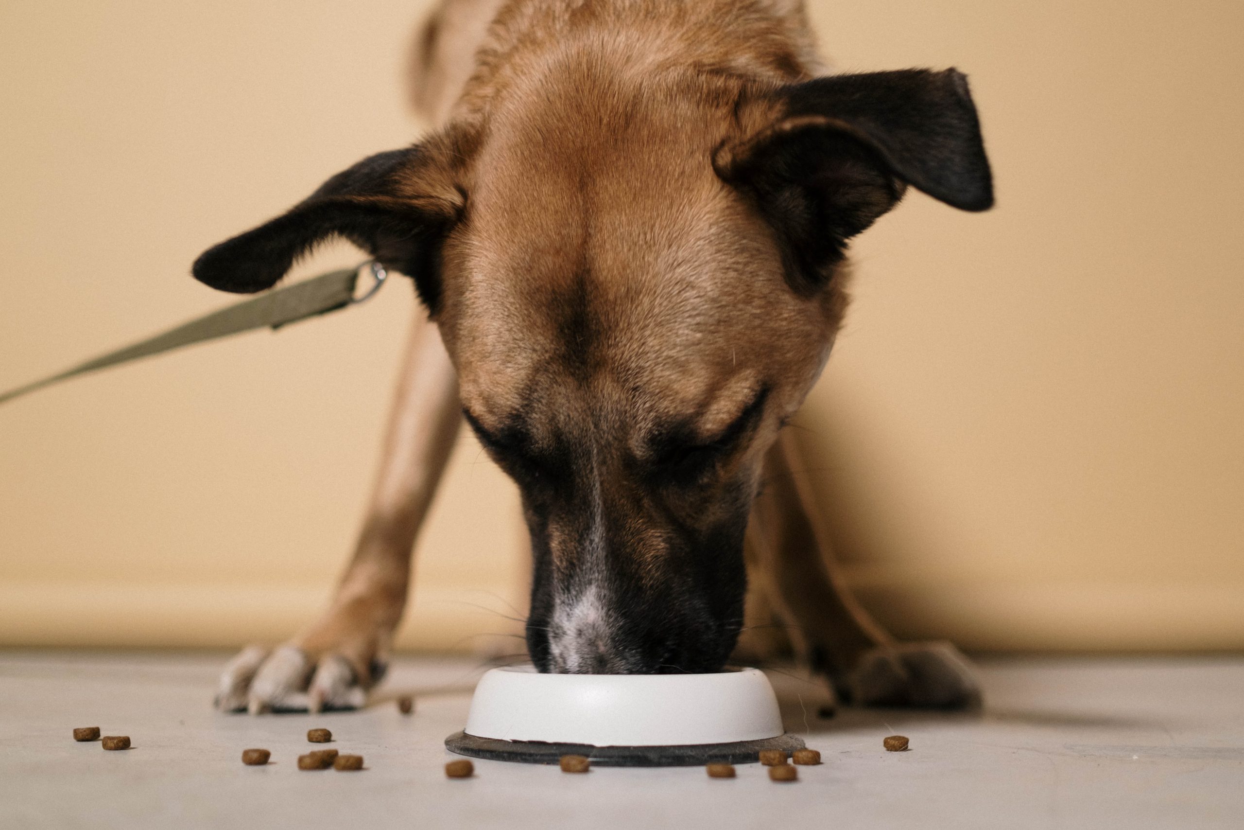 Meal plan for your dogs