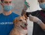 essential-dog-medication