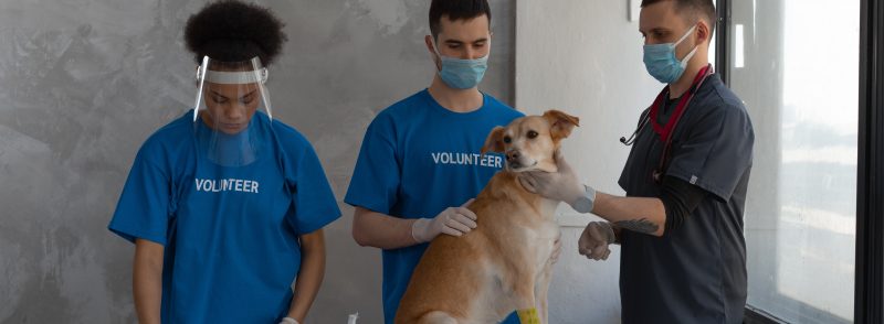 Dog vaccination Requirement