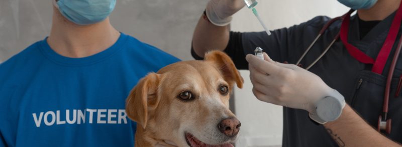 essential-dog-medication