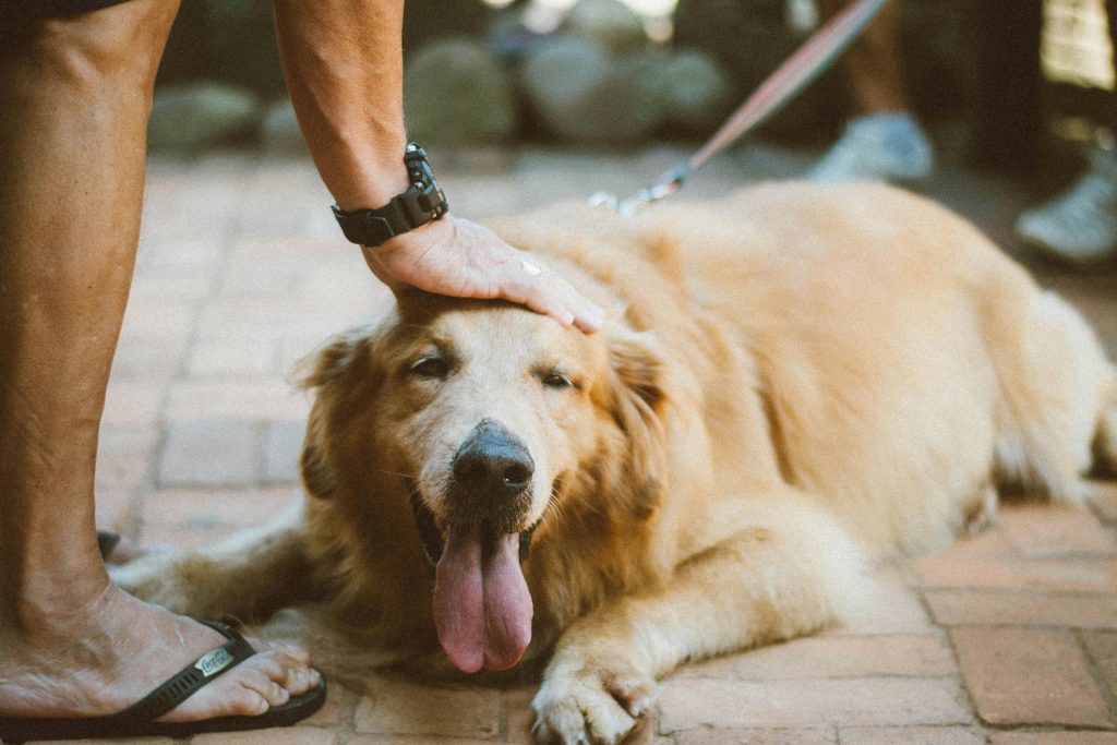 What are Dog Boarding Services in Perth
