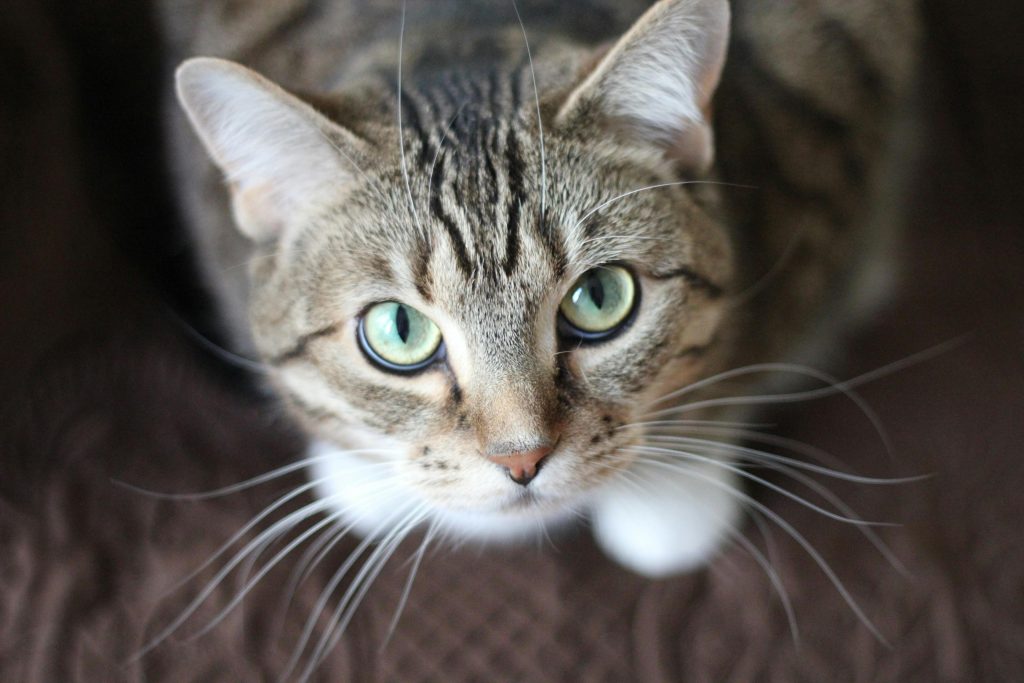 Perth and South Perth Health Care Tips for Cats