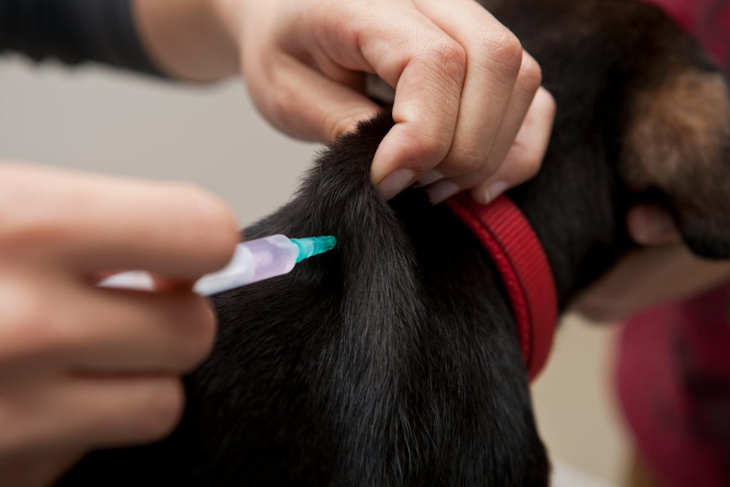 Essential Protection for Your Dog Before Kennel Stay