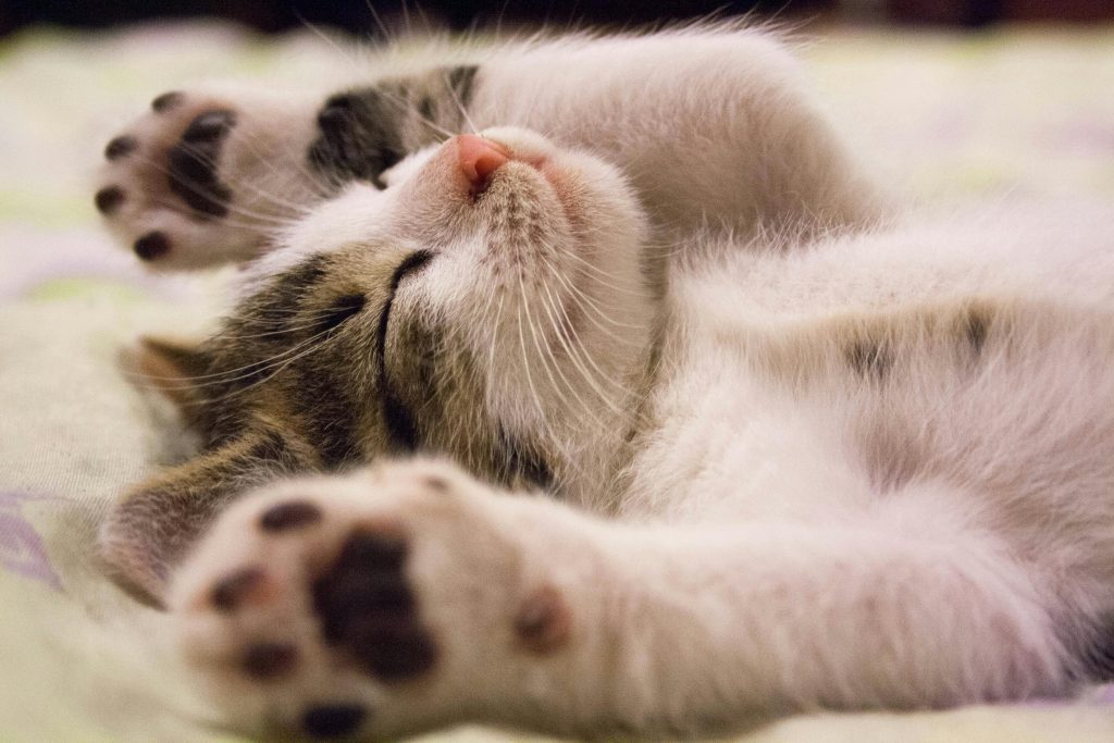 Perth and South Perth Health Care Tips for Cats