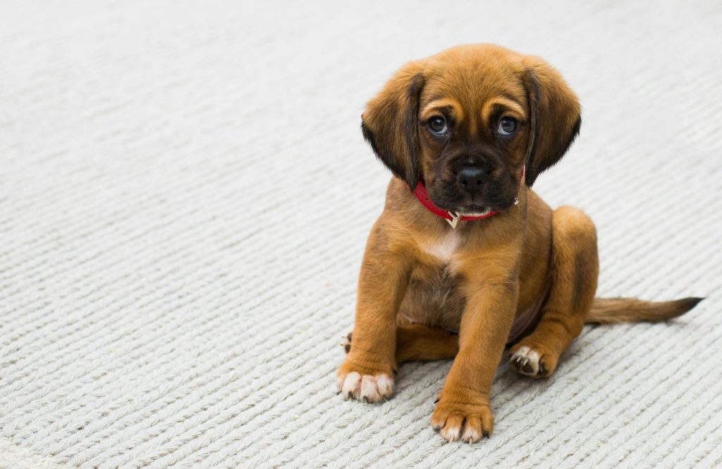 Perth Pet boarding kennels