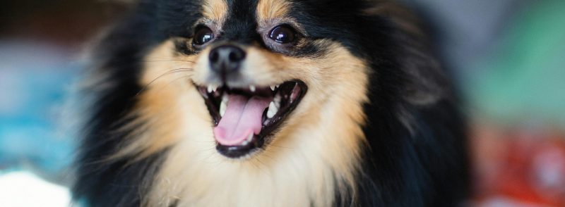 Small Dog Kennels In Bull Creek Pomeranians