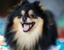 Small Dog Kennels In Bull Creek Pomeranians
