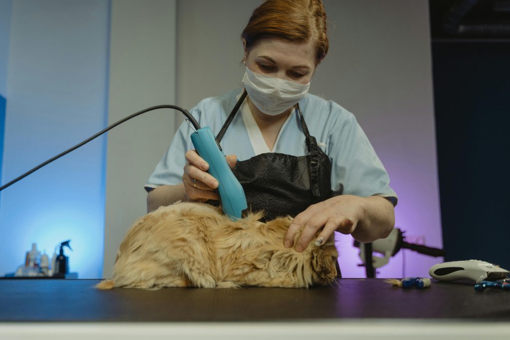 Cattery Northern Southern Suburbs Perth WA