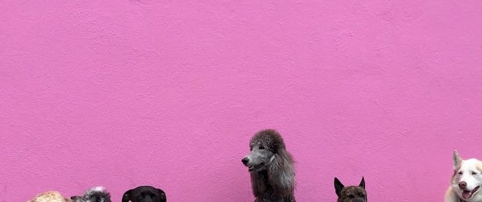 Holiday home Kennels for Dogs and Cats