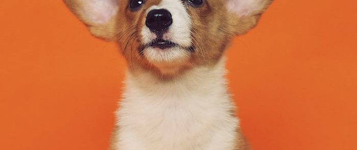 Perth and South Perth Health Care Tips for Small Dogs