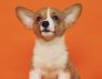 Perth and South Perth Health Care Tips for Small Dogs