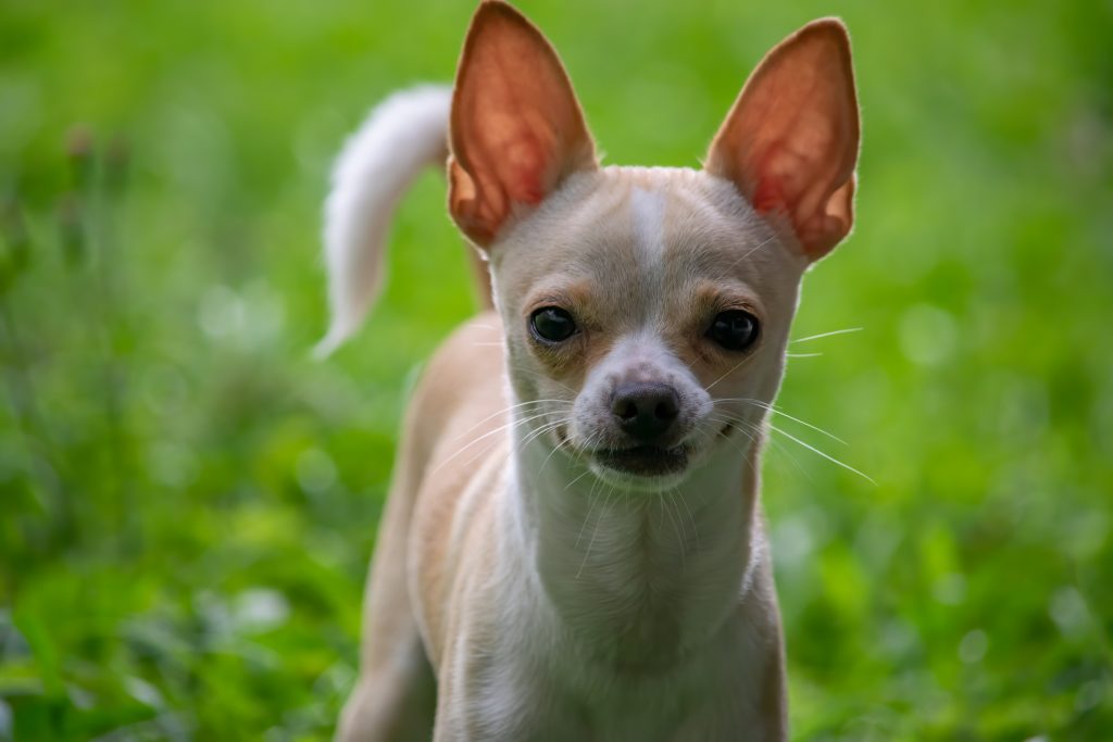 boarding kennels for chihuahuas