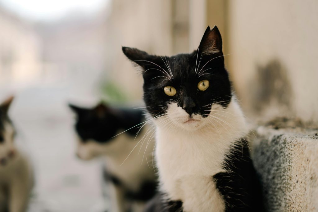 cat hotel perth
