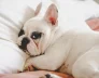 Essential Medications for Your Dogs 