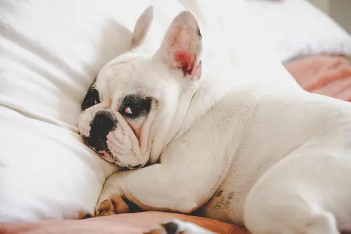 Essential Medications for Your Dogs 
