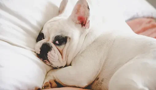 Essential Medications for Your Dogs 
