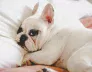 Essential Medications for Your Dogs 