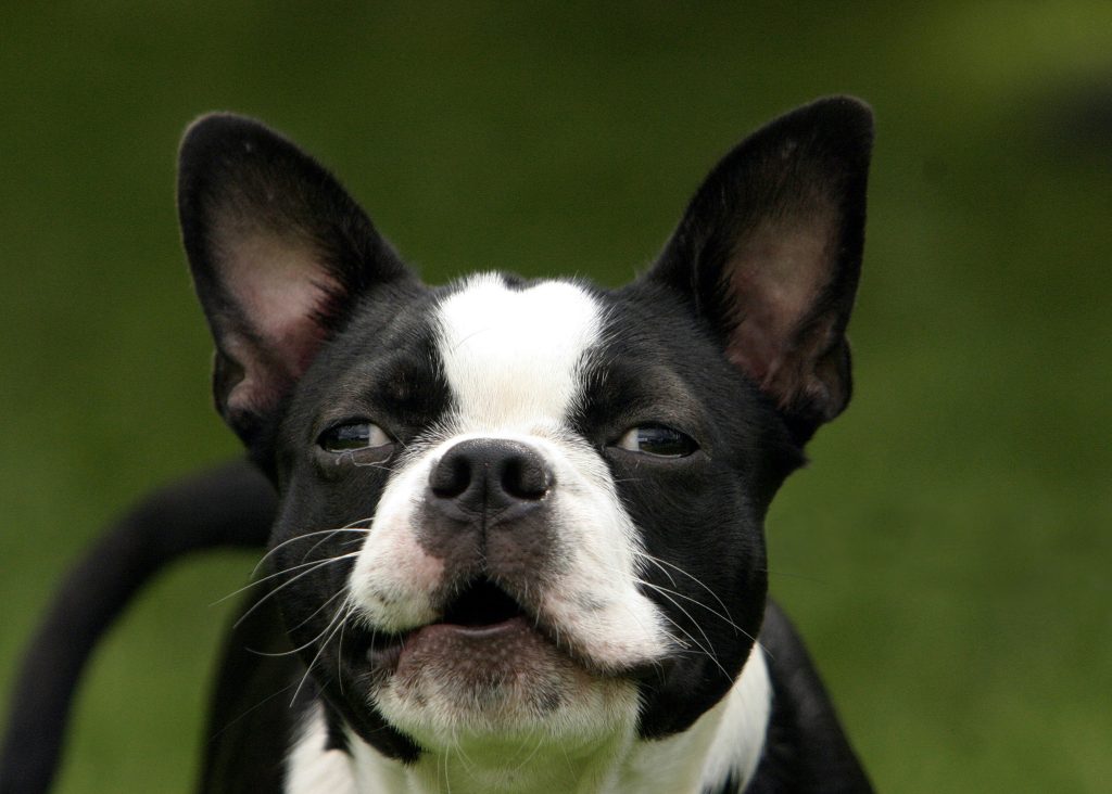 boston terrier