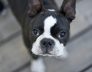 boston terrier