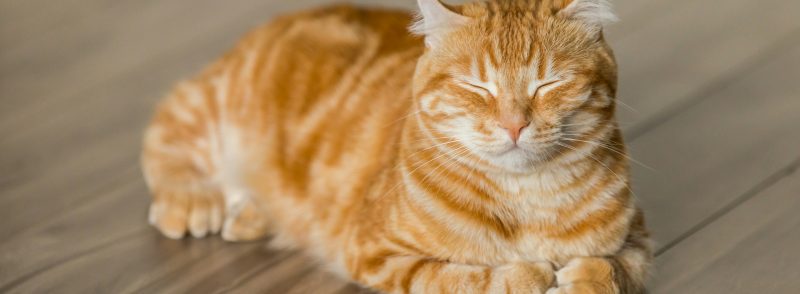 cat care tips