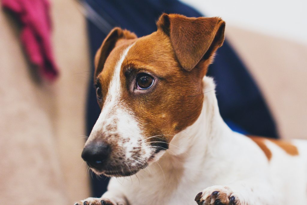 jack russell terrier kennel