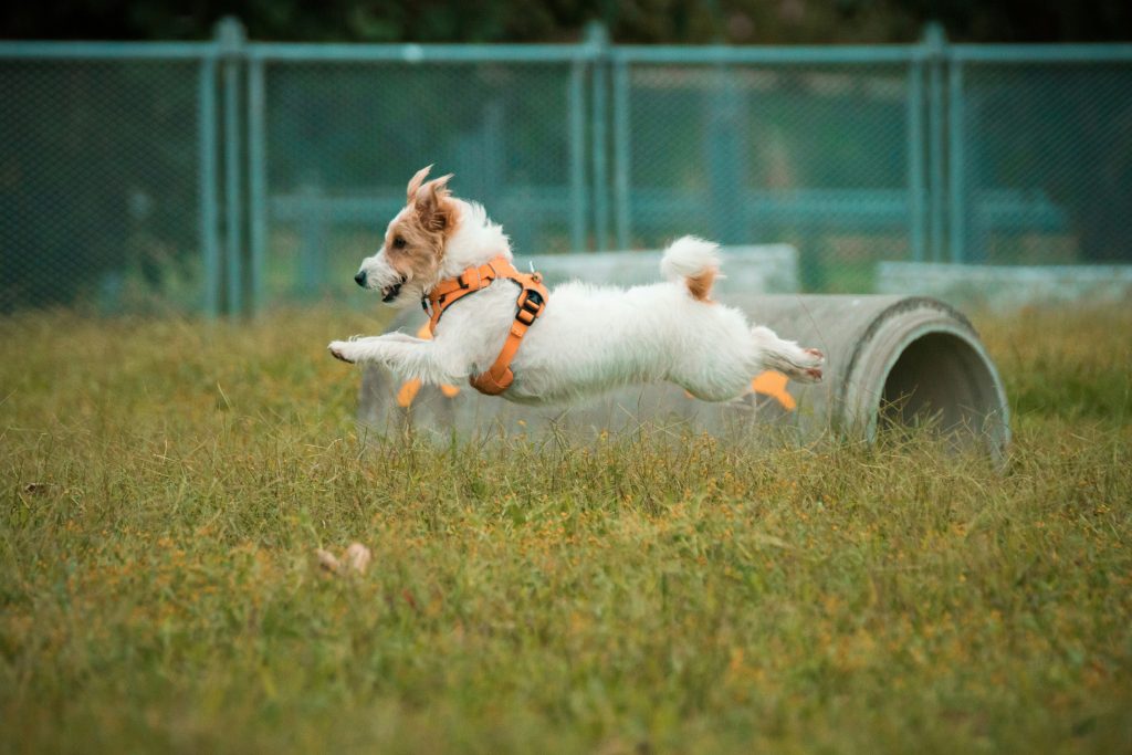 jack russell terrier kennel