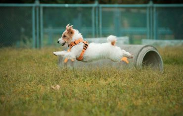 jack russell terrier kennel