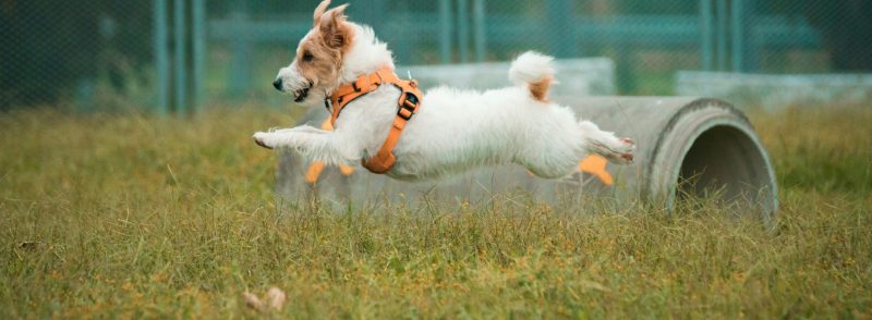 jack russell terrier kennel