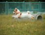 jack russell terrier kennel