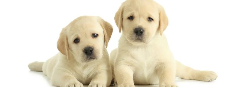 Embrace Adventure with Labrador Retriever Puppies by Your Side