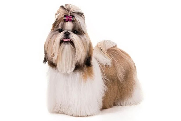 Shih Tzu Price Range – How Much Do Shih Tzu Puppies Cost