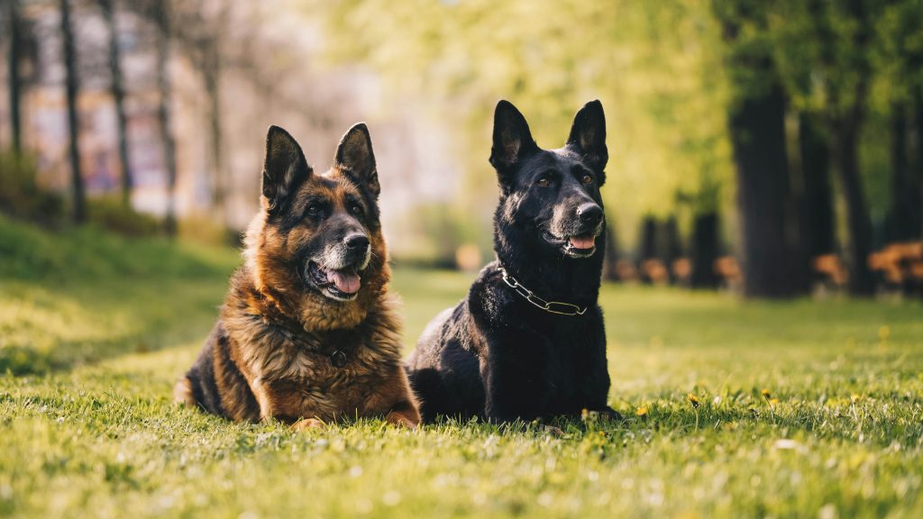 Service Dogs