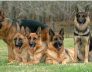 Basic Dog Commands to Teach Your Puppy