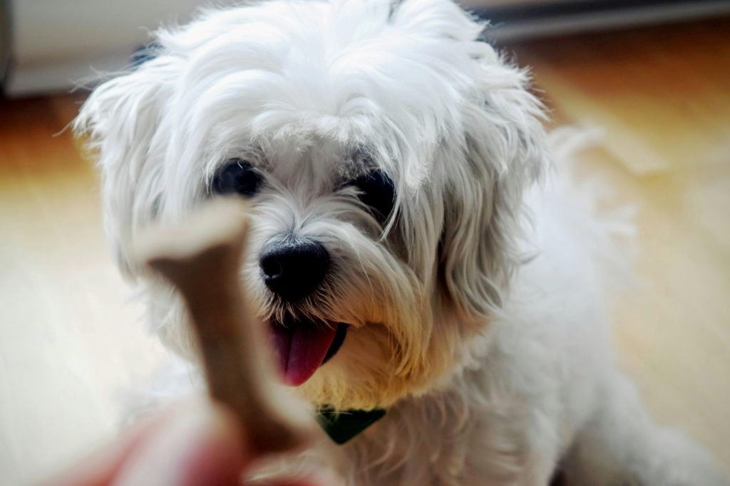 Shih Tzu Price Range