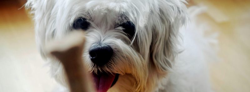 Shih Tzu Price Range