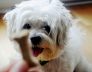 Shih Tzu Price Range