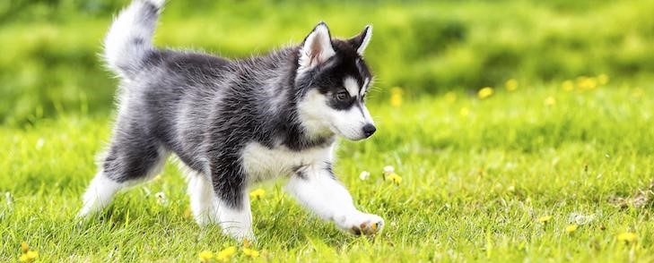 Necessary Vaccinations for Your Dogs 