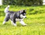 Necessary Vaccinations for Your Dogs 