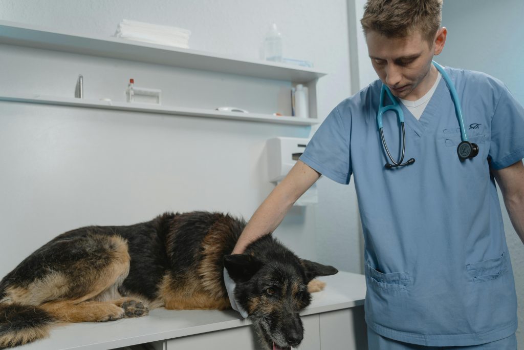 dog medication
